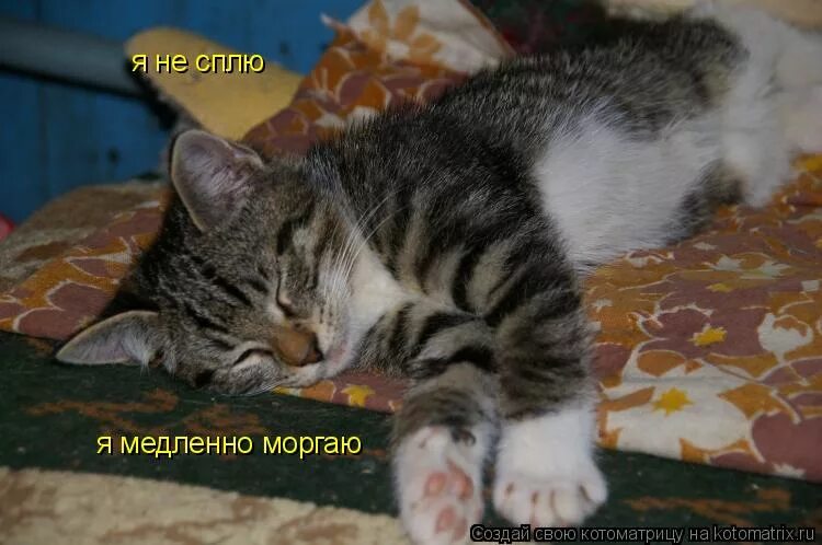 Котик неспавший. Мигай медленно. Я уже заждался. Я моргаю. Я просто медленно моргаю.