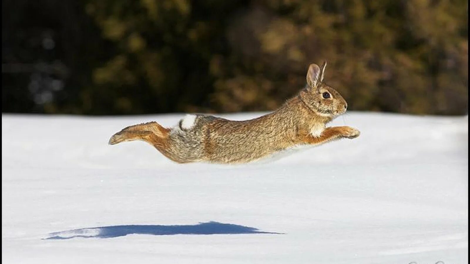 Заяц бежит. Заяц убегает. Заяц в прыжке. Заяц убегает зимой.