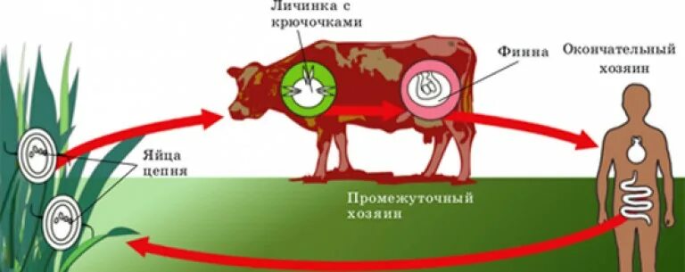 Может ли человек заразиться бычьим цепнем. Жизненный цикл бычьего цепня. Жизненный цикл развития бычьего цепня. Цикл развития бычьего цепня. Цикл бычьего цепня схема.