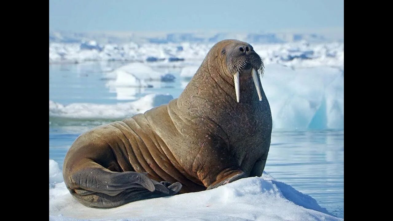 Мамонтенок и дедушка морж. Дядя морж. Дядя морж. Морж для детей. Дядя морж.