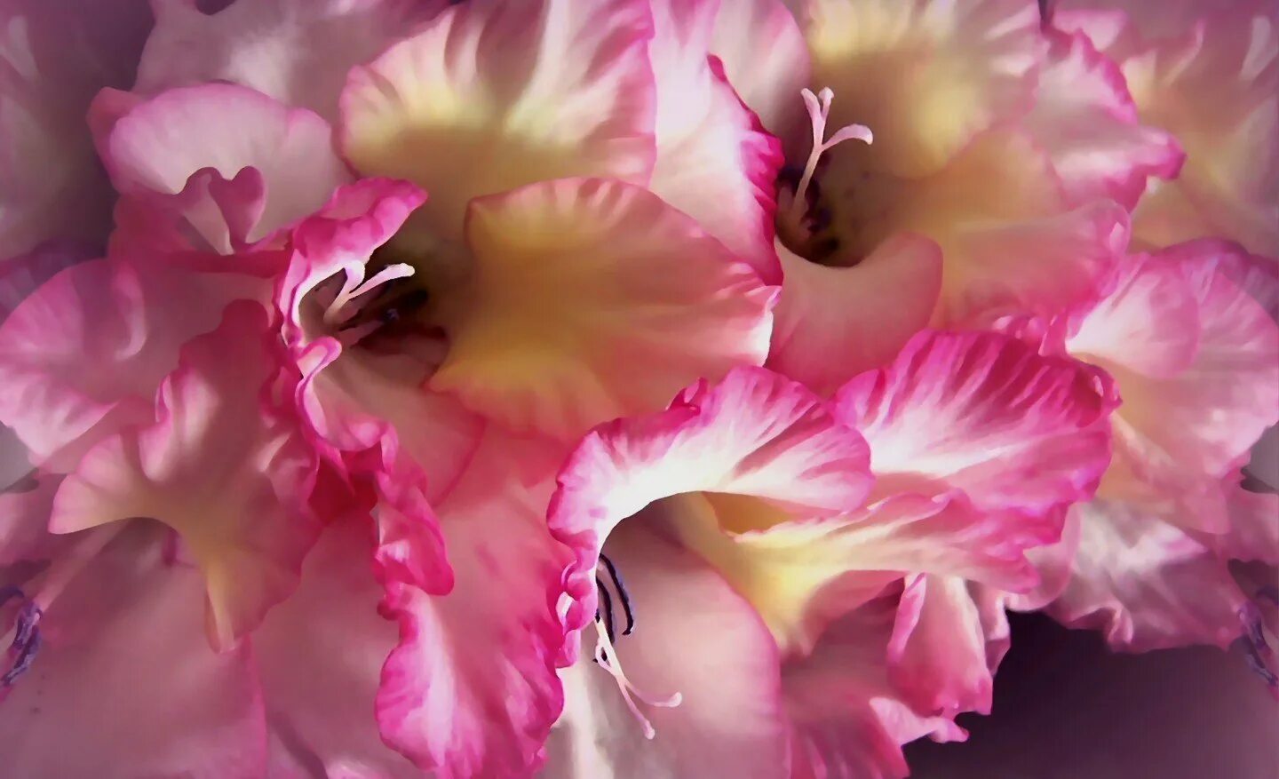 Гладиолус фон. Гладиолус pink parrot. Гладиолус шпажник. Цветы гладиолусы. Фон для открытки гладиолусы.