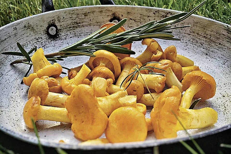 салат с лисичками жареными. грибы в сметанном соусе. грибы лисички с картошкой. грибы лисички с картошкой. курица с лисичками.