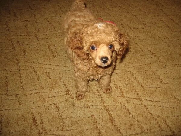 той пудель 3 месяца. той пудель 2 месяца. щенок той пуделя в 3 месяца. щенок той пуделя 2 месяца. карликовый пудель 3 месяца.