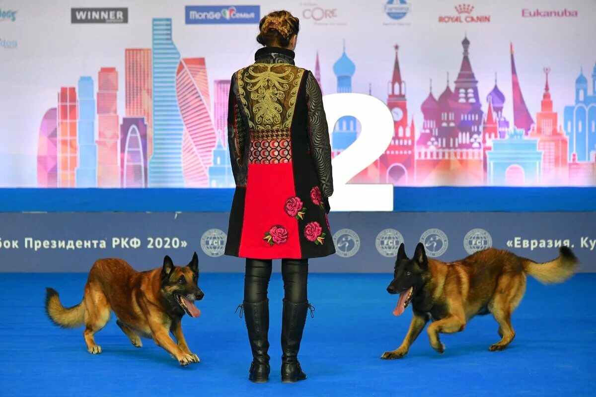 Выставка собак пенза. Выставка Евразия 2021. Собачья выставка Евразия 2021. Выставка собак Евразия 2022 в Москве. Евразия 2022 выставка собак.