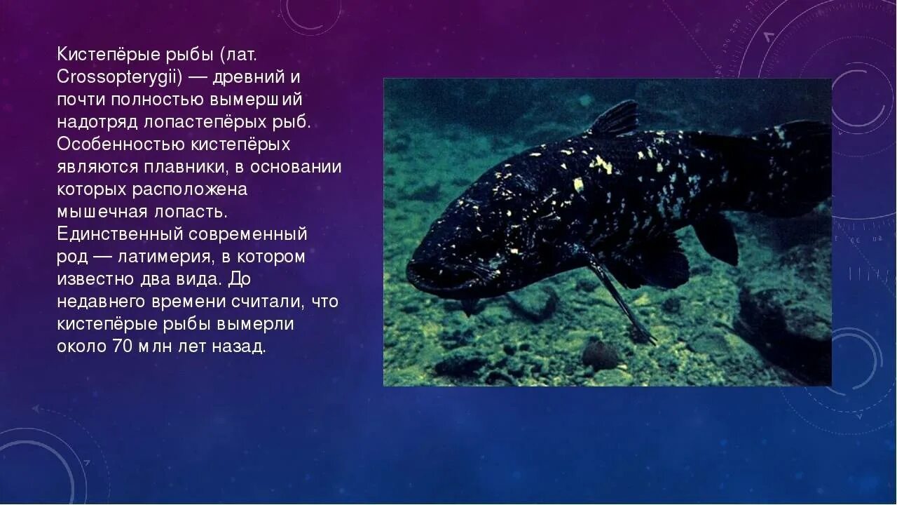 Древнейшие рыбы сообщение. Костные рыбы лучеперые. Древнейшие рыбы сообщение. Латимерия это хрящевая рыба. Латимерия рыба строение.