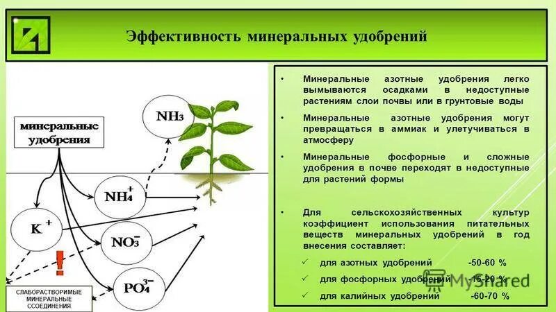 Влияние азотных удобрений на растения. Влияние удобрений на цветы. Формы азота для растений. Удобрения и их роль в жизни растений. Влияние минеральной воды на растения