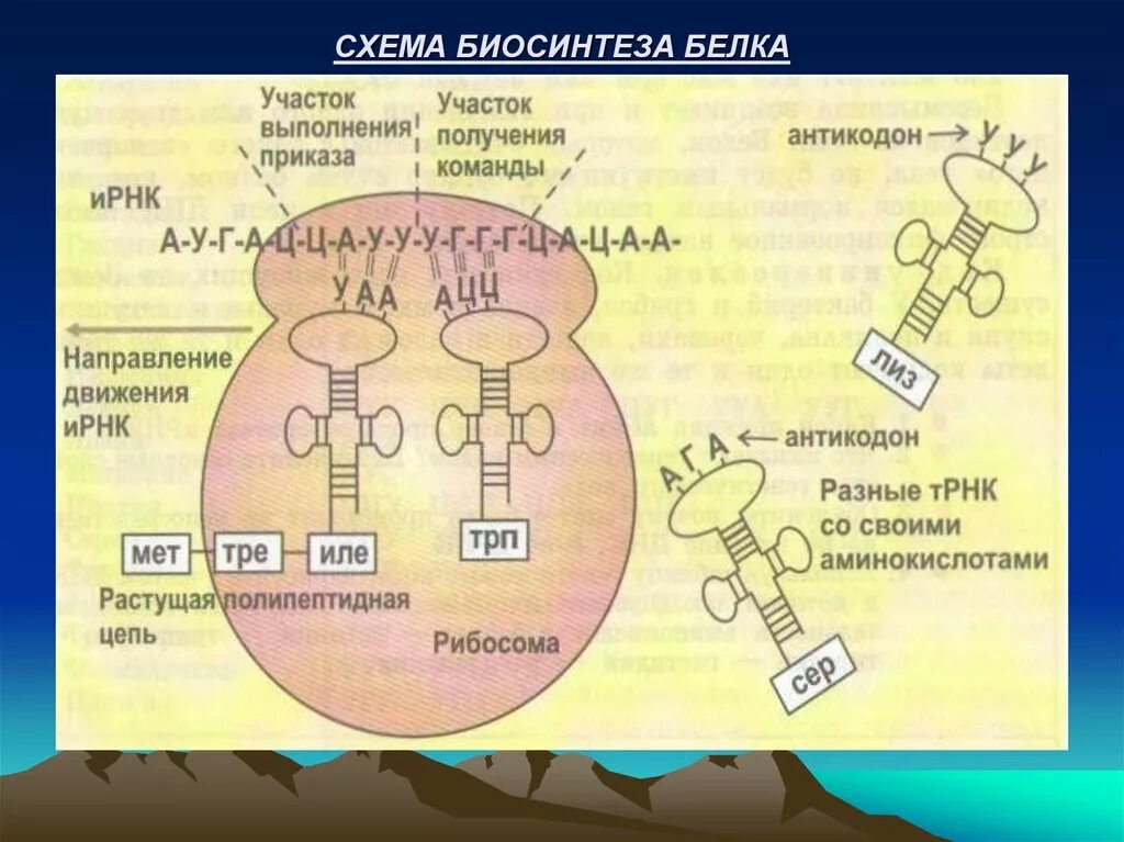 Этапы биосинтеза белка схема. Схема биосинтеза белка 9 класс схема. Схема этапы синтеза белка рибосомы. Взаимосвязь биосинтеза белка и дыхания