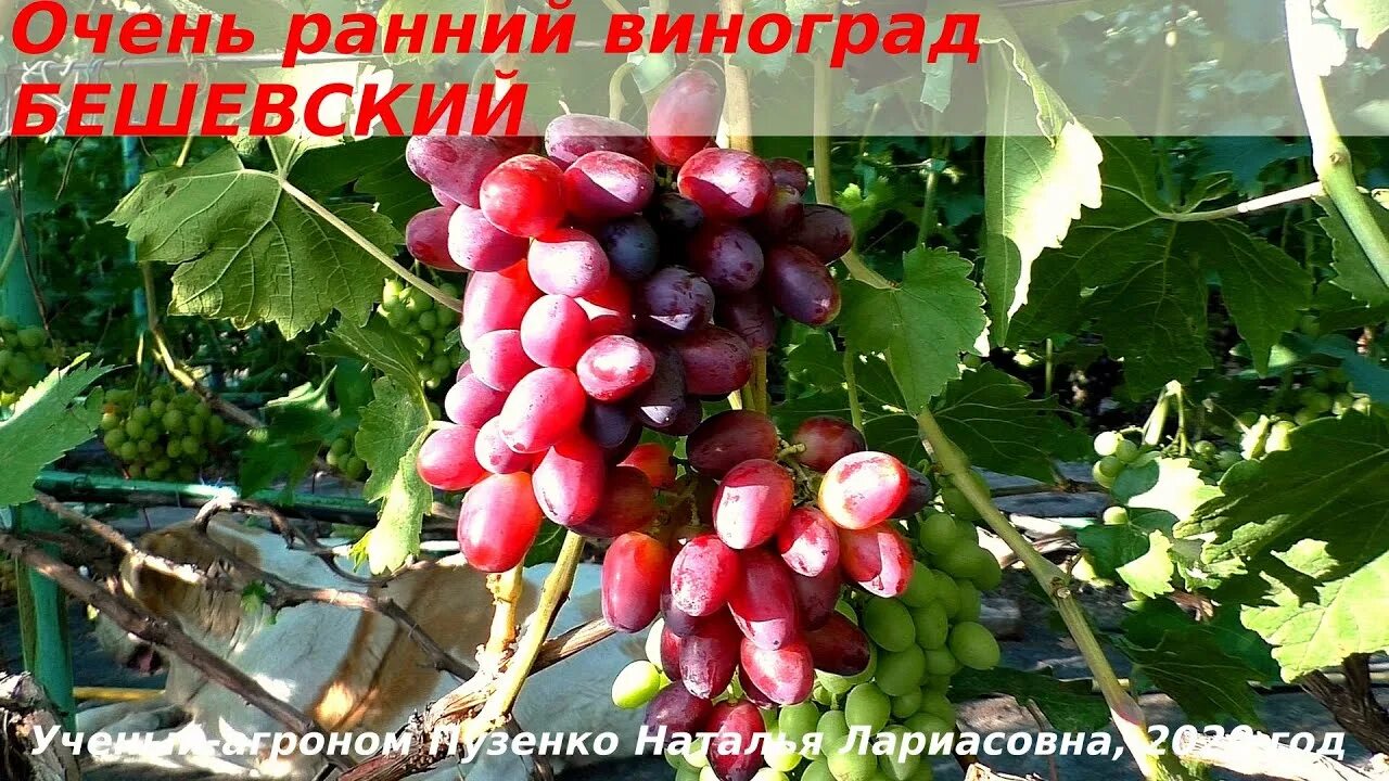 Виноград Бешевский Виноград, Фотография фруктов, Виноградник