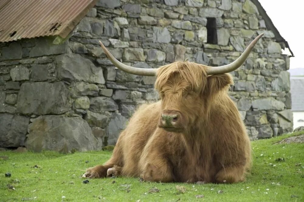 Scotland animal. Scottish Highland Cow. Шотландия бык. Хайленд бык. Scottish Highland Coos.