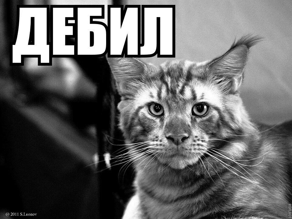 Да я такая картинки. Даже не знаю картинки. Я готов ругайте котенок. Ты что-то знаешь мем. Ну я сам забыл.