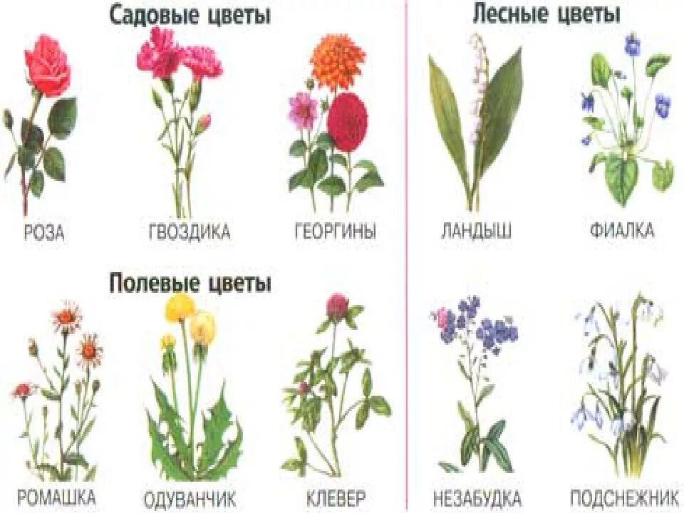 Какие есть цветы написанные. Цветы луговые полевые лесные с названиями. названия луговых цветов. названия цветов для дошкольников. названия полевых цветов с картинками.