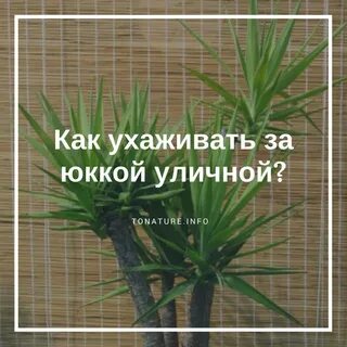 Юкка пересадка