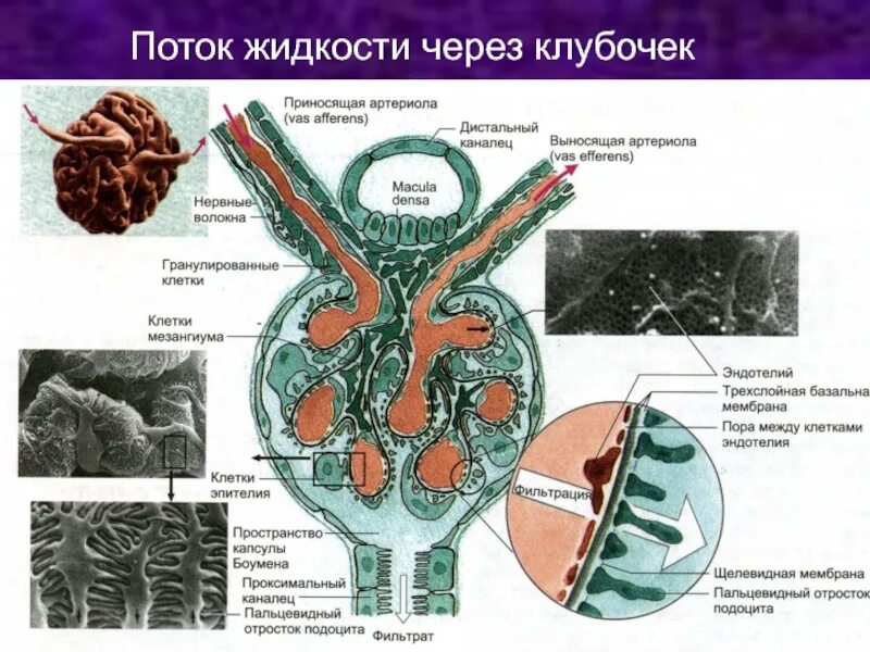 Артериолы клубочка