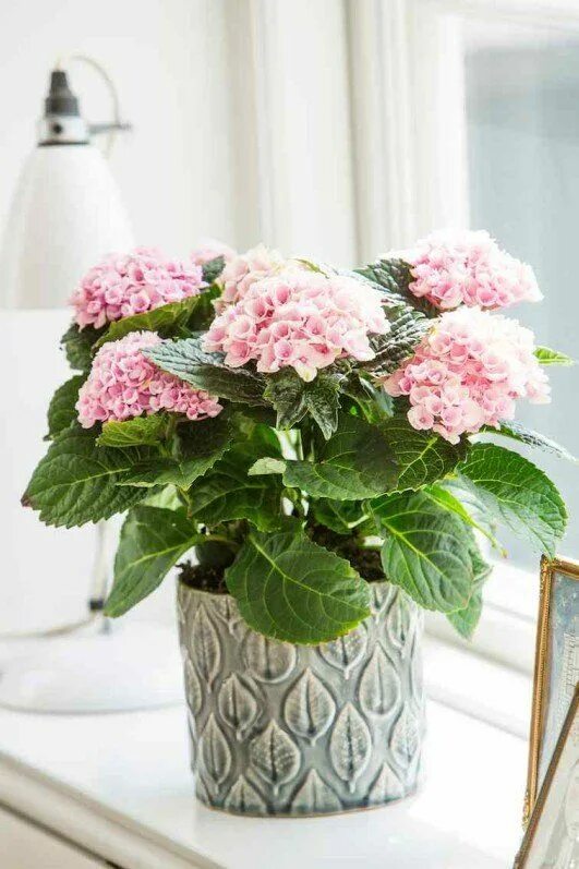 Cityline ® Vienna - Bigleaf Hydrangea - Hydrangea Macrophylla 0B7