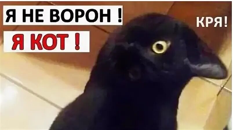 Загадка я боюсь долгоносой вороны