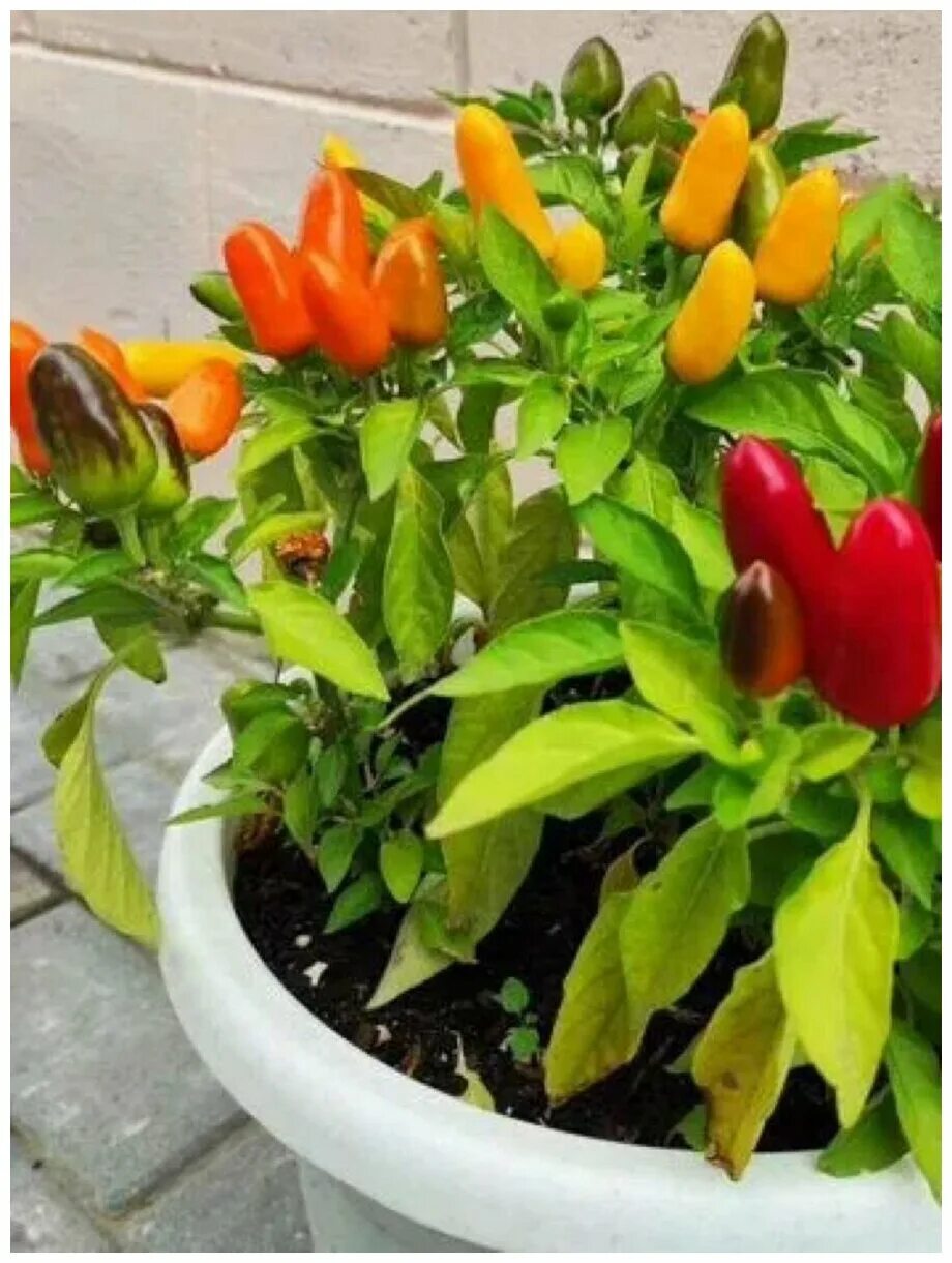 перец огненный букет. семена перец огненный букет. перец острый огненный букет. перец острый букетный. перец острый жгучий букет.