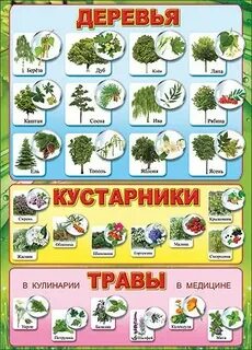 Деревья и кустарники в детском саду