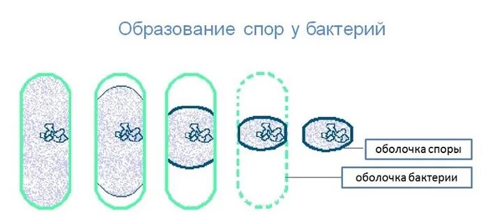 Споры бактерий 5 класс. Схема образования бактериальной споры. Схема спорообразования у бактерий. Образование спор у бактерий 5 класс биология. Образование спор у бактерий 5 класс.