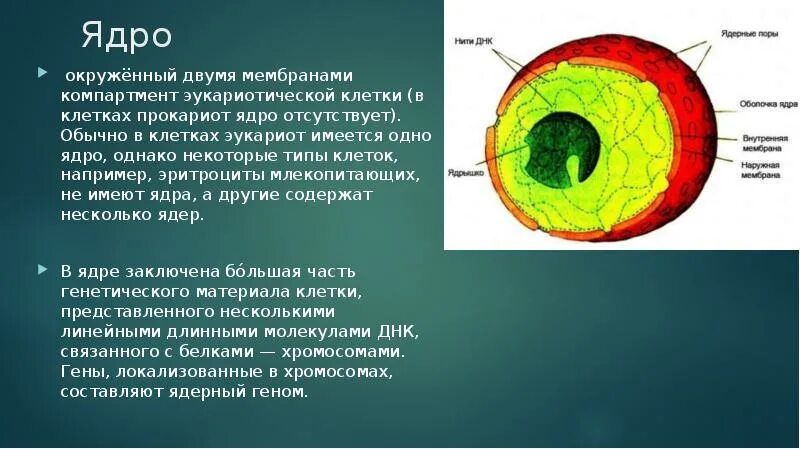 Какие модели имеют ядра. Ядро и ядрышко растительной клетки. Строение ядрышка эукариотической клетки. Элемент эукариотической клетки ядро. Функции ядра эукариотической клетки.