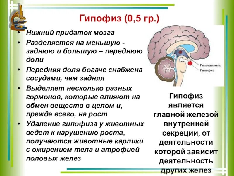 Гипофиз влияет на рост. Строение мозга человека гипофиз. Структура головного мозга гипофиз. Гипофиз мозговой придаток. Функции гипофиза головного мозга.