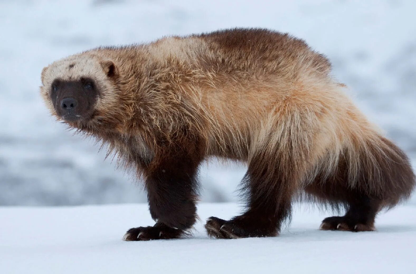 Росомаха в красной книге томской области. Росомаха тайга сибирь. Восточно сибирская росомаха. Росомаха зубы. Росомаха с коротким хвостом.
