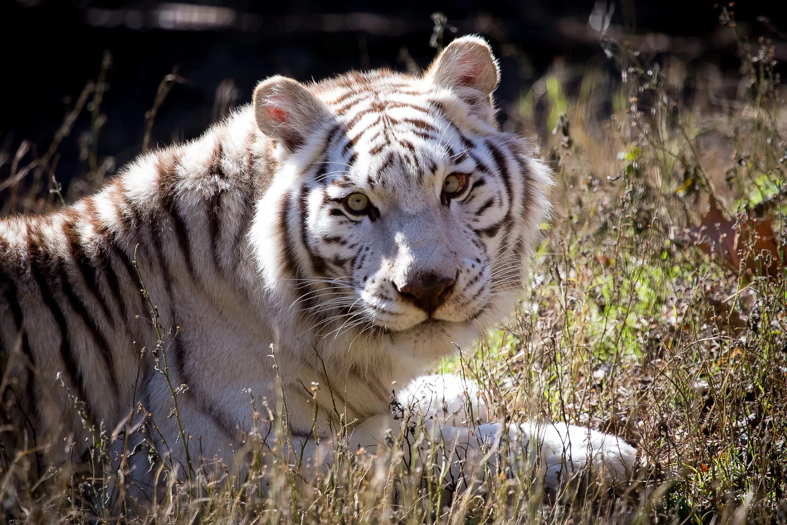 Какой тигр белый. Уссурийский тигр белый. Амурский тигр белый. Уссурийский тигр белый тигр. Белый бенгальский тигр.