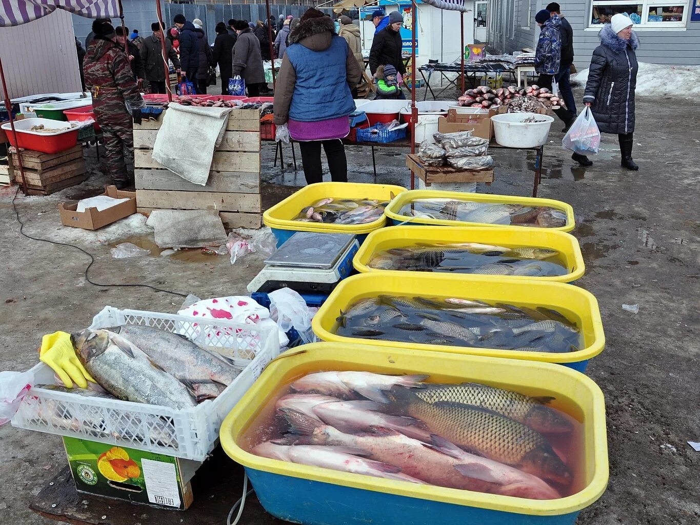 Продавец живой рыбы. Рыбная продукция. Рыба живая, свежая. Рыбный магазин с живой рыбой. Продавщица рыбы.