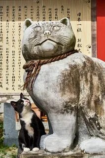 Cats around the world
