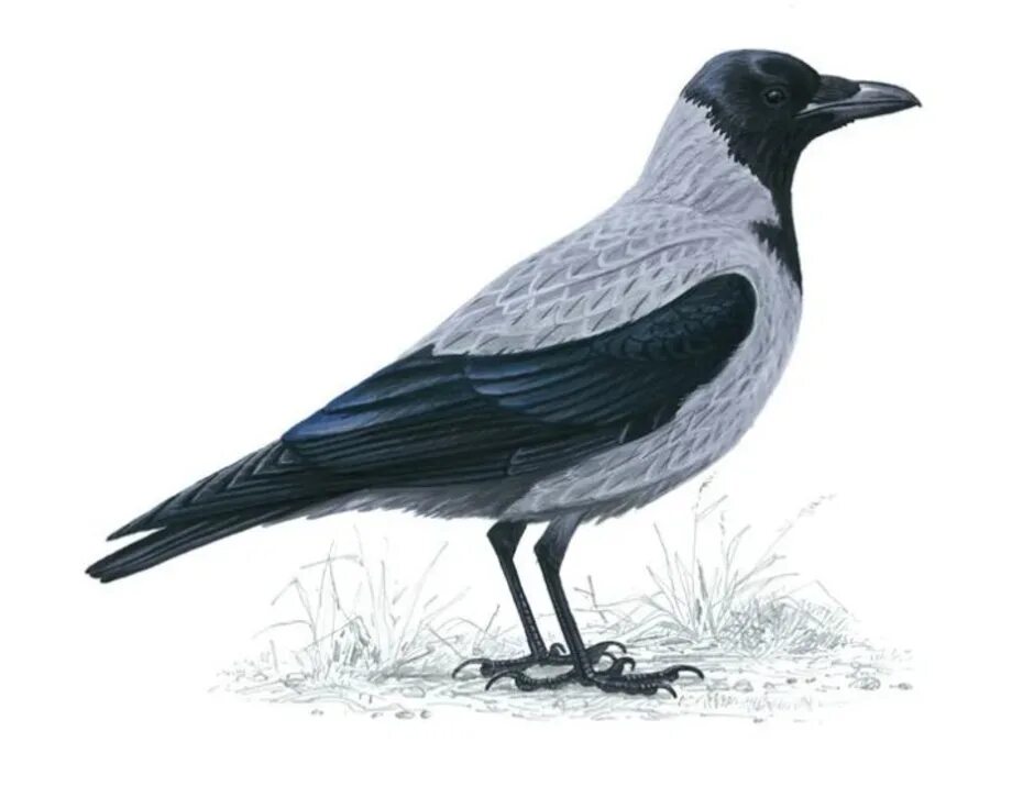 Ворона. Ворона мультяшная. Ворона на прозрачном фоне. Дети ворона. Ворон для детей.