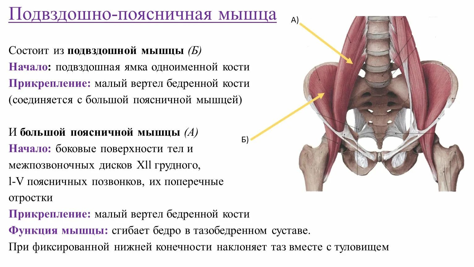 А также внутренней поверхности. Подвздошно-поясничная мышца функции. Подвздошно поясничная мышца вид сбоку. Мышцы таза подвздошно поясничная мышца. Подвздошно-поясничная мышца крепление.