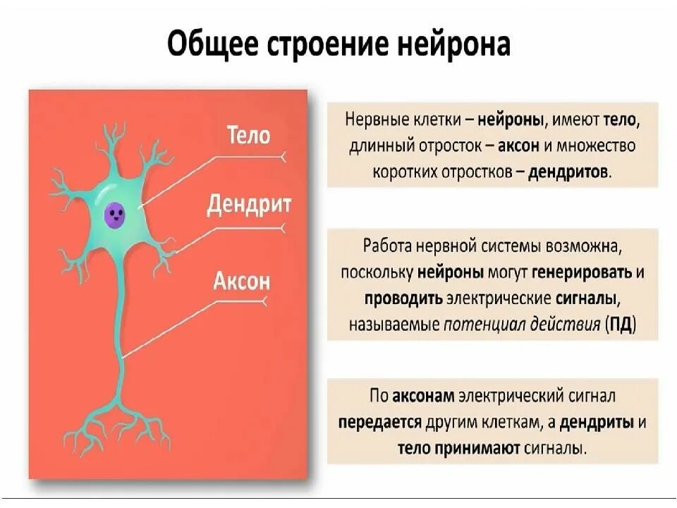 Функции нейронов 8 класс. Строение нейрона биология 8 класс. Нервная система человека Нейроны строение. Строение нервной клетки анатомия. Какую роль играет нервная