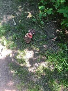 Подслушано королев