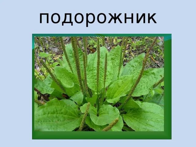 Как подорожником лечить свищ. Подорожник растение. Птичка пуночка книга. Подорожник крашенинникова. Снежный подорожник 7 букв.