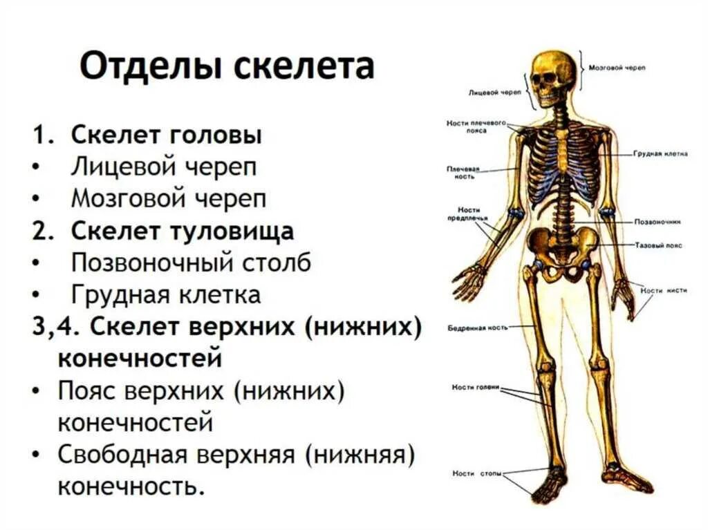 Рассмотрите общее строение скелета. Основные отделы скелета человека. осевой скелет основные кости отдела. назовите основные отделы скелета. отделы скелета туловища и характеристика.