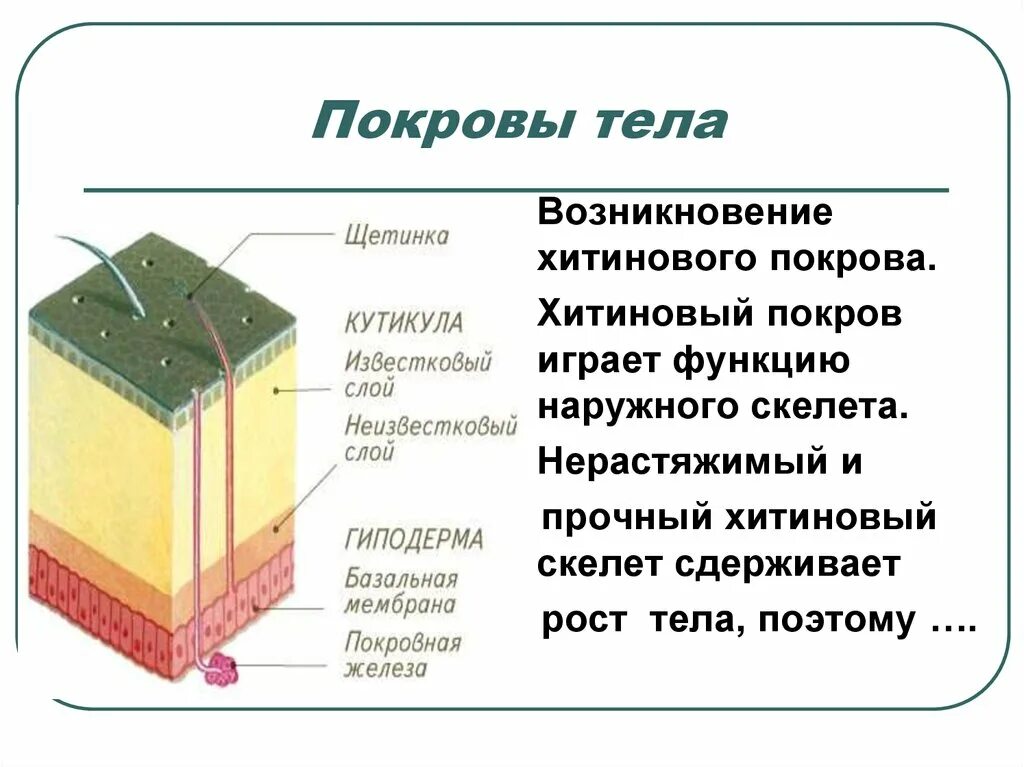 Покровы тела выполняют функции. Покровы тела. Строение покровов тела. Общая характеристика покровы тела. Характеристики строение покровы.