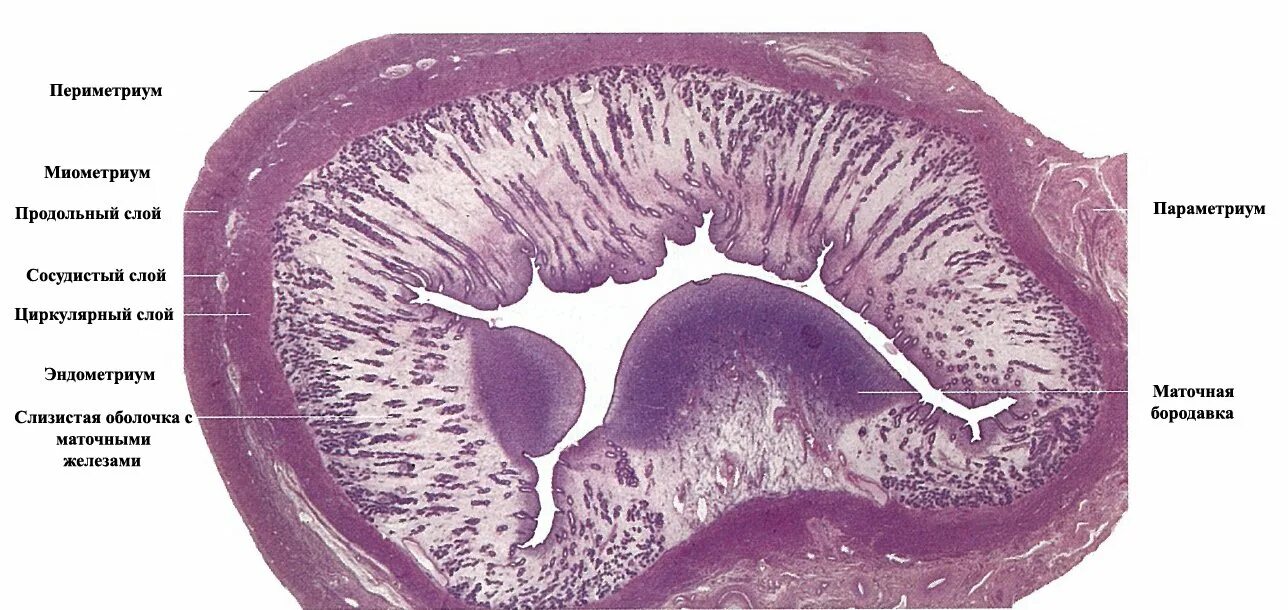 Слизистая стенок матки. Слизистая оболочка шейки матки гистология. Матка поперечный срез гистология. Мышечная оболочка матки гистология. Строма эндометрия гистология.