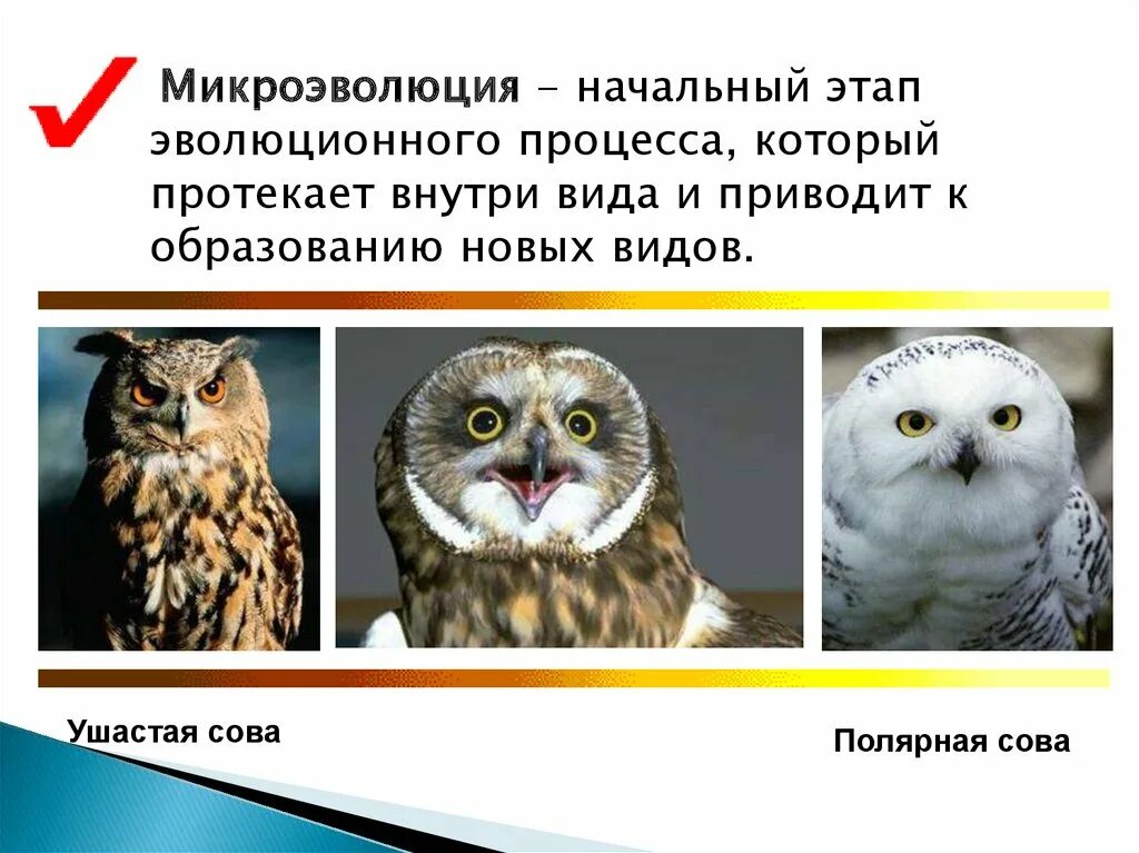 Урок микроэволюция. Микроэволюция. микроэволюция примеры животных. микроэволюция и макроэволюция примеры. презентация на тему микроэволюция.