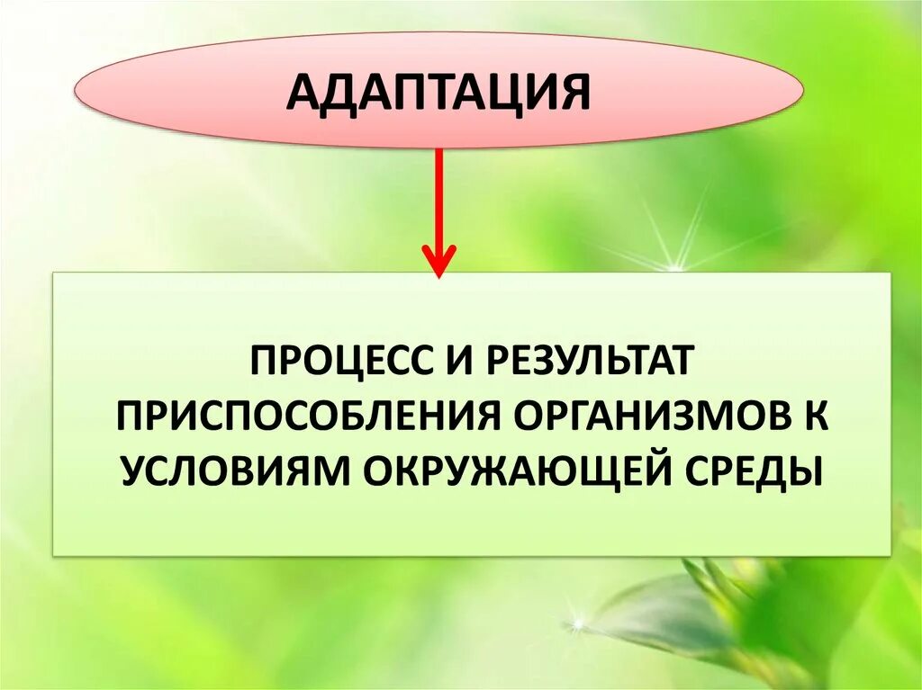 Адаптация это в биологии. Адаптации организмов к условиям обитания. Адаптации организмов к условиям существования.. Виды адаптации в биологии.