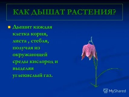 Каждый дышит