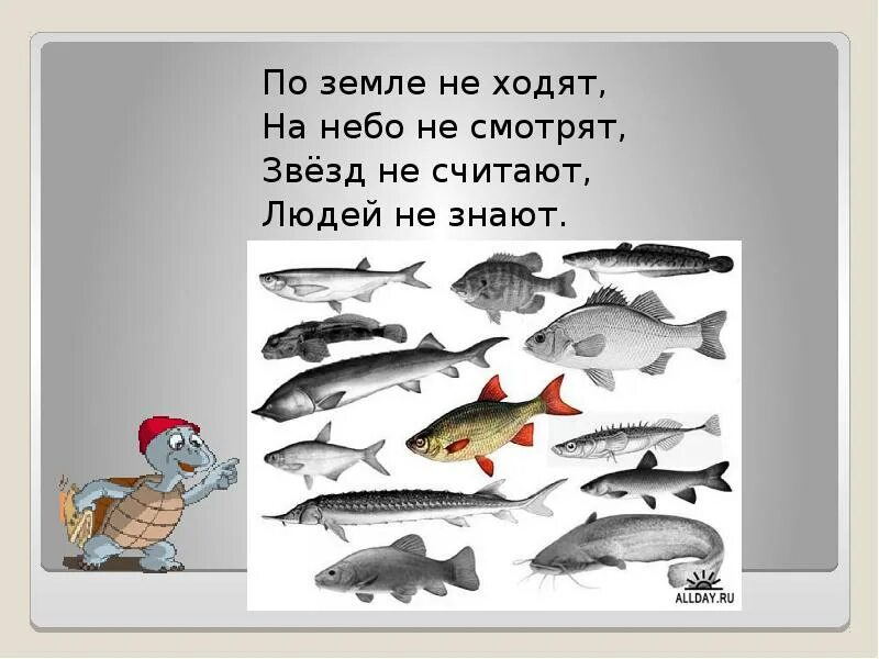 Кто такие рыбы 1 класс окружающий мир. Кто такие рыбы. Кто такие рыбы определение. Рыбы презентация 1 класс. Окружающий мир кто такие рыбы.