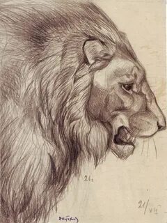 Лев рисунок с боку