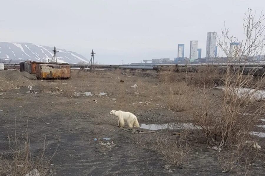 белый медведь в норильске. белый норильск. белый норильск. полярный медведь норильске. худой белый медведь.
