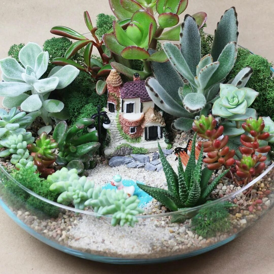 Композиции из суккулентов. Кактус хавортия мини. Хавортия крассула. Флорариумы из суккулентов. Асфоделовые суккуленты.