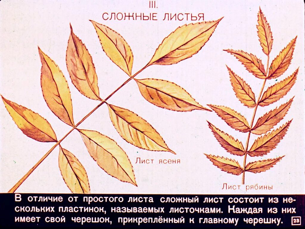 Калина форма листьев. Строение листа ясеня. Ясень листья. Лист рябины и ясеня. Ясень форма листьев.