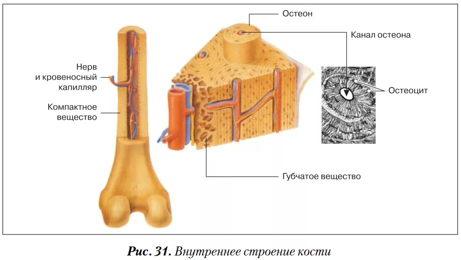 Структурная единица кости. Структурно-функциональная единица костной ткани – Остеон.. Строение остеона костная ткань. Структура кости Остеон. Строение костей человека Остеон.