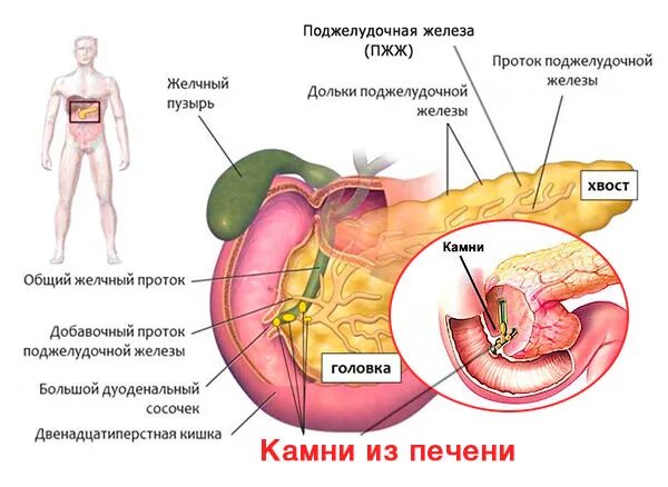 Желчный пузырь и поджелудочная железа анализы. Печень, желчный пузырь, поджелудочная железа анатомия строение. Поджелудочная железа печень желчный строение. Строение печени желчный пузырь поджелудочная. Строение человека желчный пузырь и поджелудочная железа.