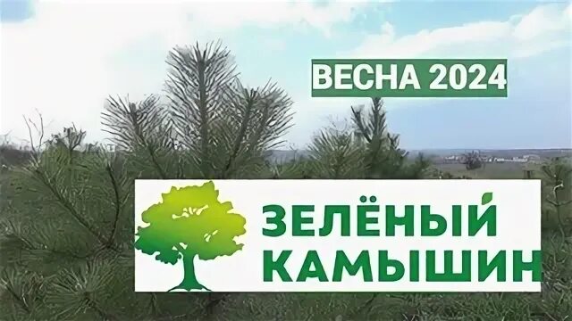 Зеленый камышин