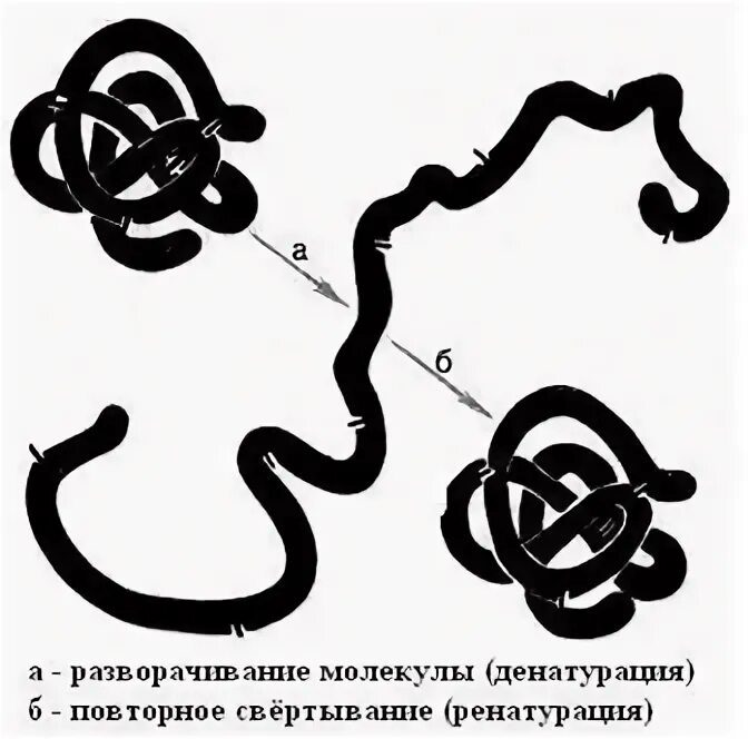 Дайте определение денатурации и ренатурации
