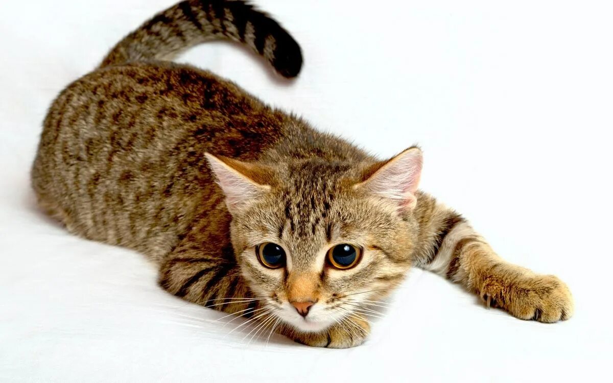 Как зовут котю