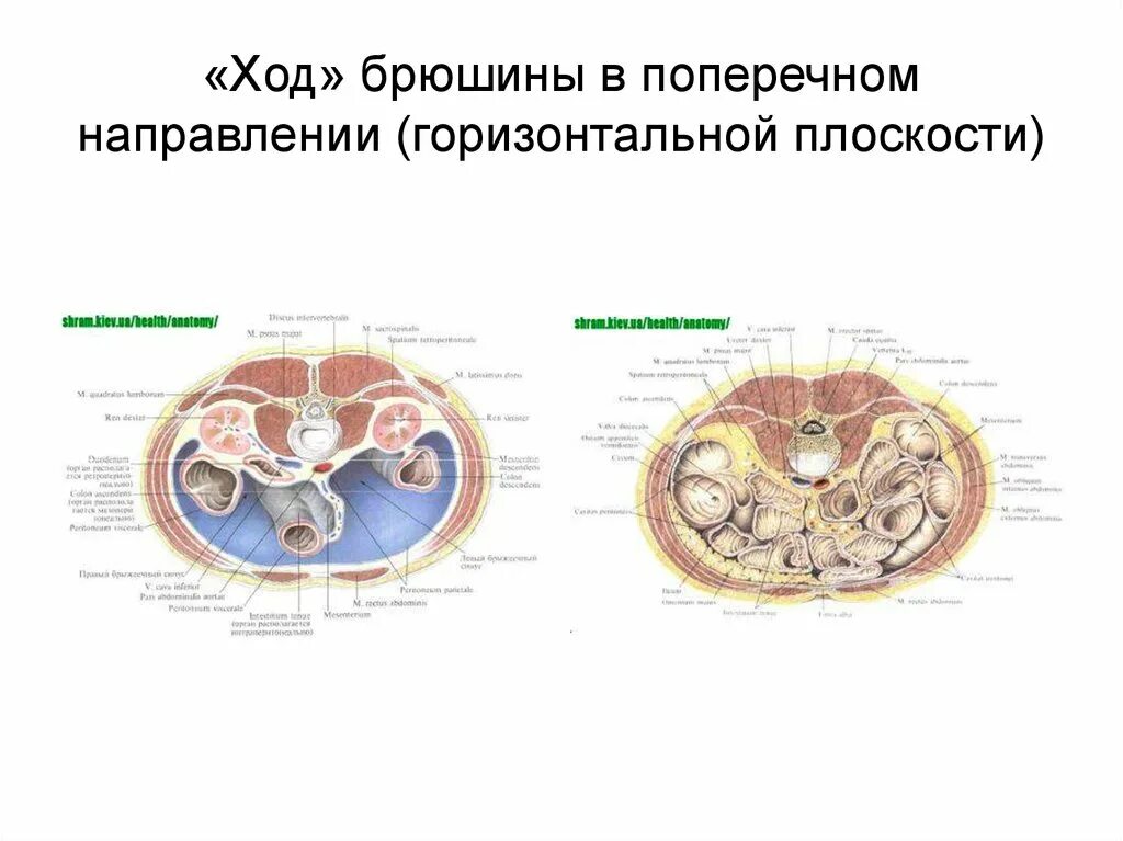 Голотопия желудка - презентация онлайн
